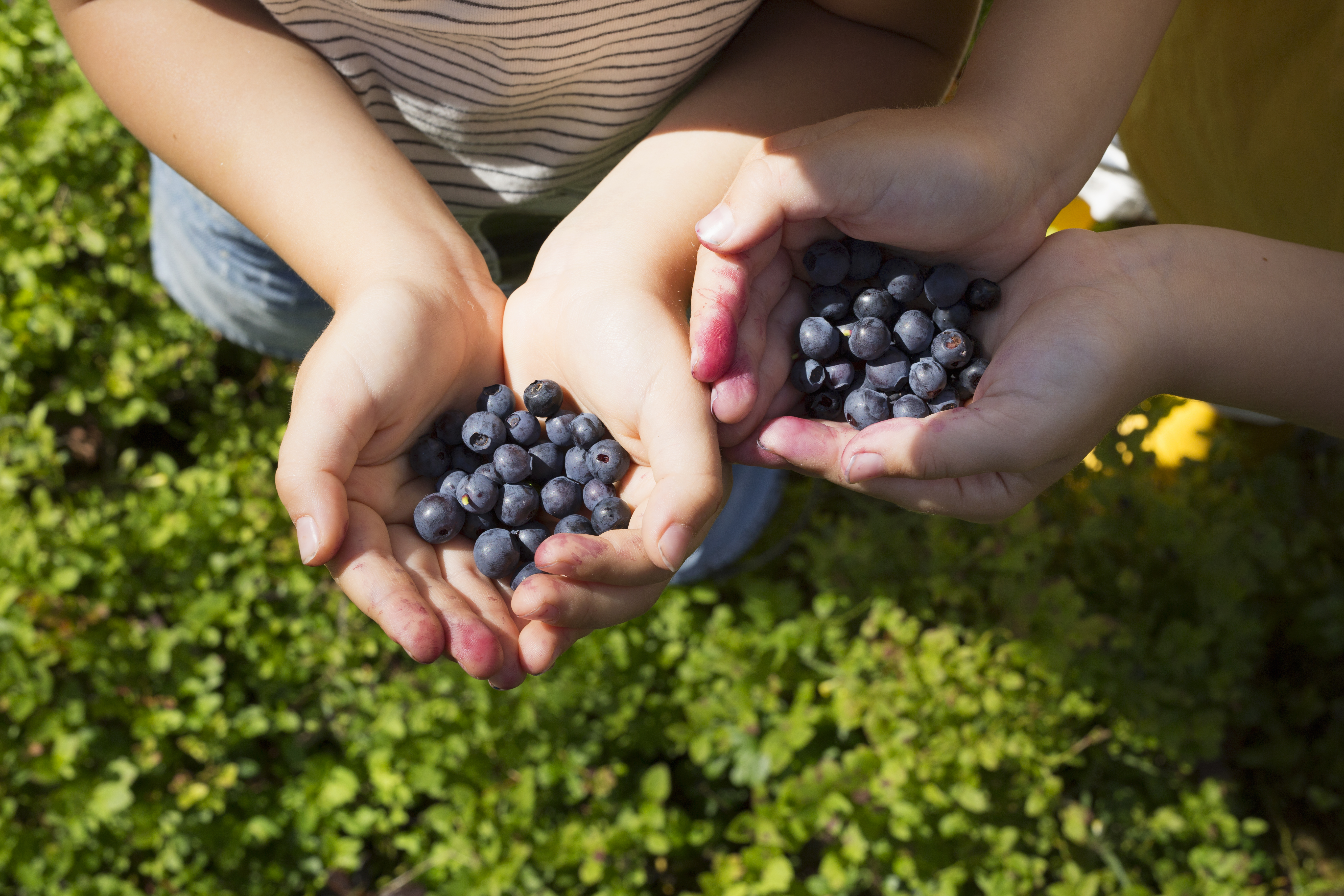 Two pairs of hands filled with blueberries